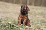 BRIARD 196